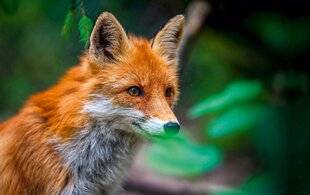 Science & Vie 1303 Le renard roux chasse sur les terres du renard polaire