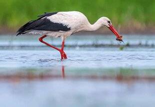 Science & Vie 1303 La cigogne blanche renonce à migrer