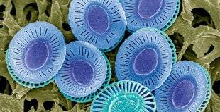 Science & Vie 1303 L'algue Emiliania huxleyi fuit l'équateur