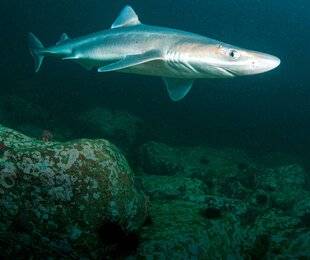 Science & Vie 1303 Les requins de Méditerranée plongent en quête de fraîcheur