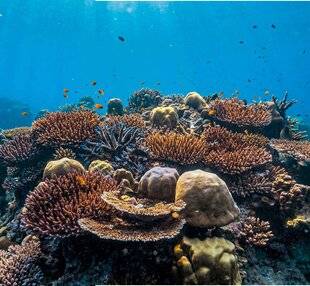 Science & Vie 1303 Les coraux en proie au réchauffement