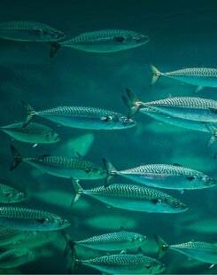 Science & Vie 1303 Le maquereau de la discorde