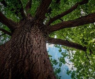 Science & Vie 1303 Le chêne vert, invité d'honneur