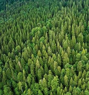 Science & Vie 1303 L'épicéa, grand malade européen