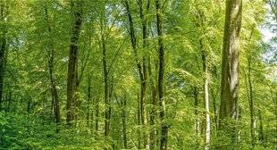 Science & Vie 1303 C'est l'un des grands bouleversements que nous connaîtrons d'ici à la fin du siècle : l'un de nos arbres emblématiques, le hêtre ( Fagus sylvatica ), devrait lentement déserter nos paysages forestiers. Des études sont menées pour anticiper le phénomène, et éventuellement, l'accompagner.“Nous analysons les conditions climatiques actuelles favorables au hêtre et où ces conditions existeront à la fin du siècle. Cela nous donne une idée de son évolution future” , explique Ophélie Ronce, chercheuse à l'Institut des sciences de l'évolution de Montpellier (ISEM). Mais les conclusions de ces modèles prédictifs sont cinglantes : l'arbre devrait disparaître de toute la partie Atlantique de l'Europe.