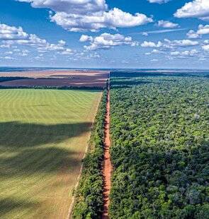 Science & Vie 1303 Bientôt, une savane en Amazonie ?