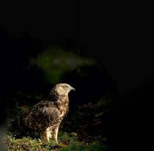 Science & Vie 1303 La bondrée apivore pique à contre-courant