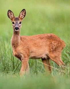 Science & Vie 1303 Le chevreuil d'Europe effectue une douce ascension