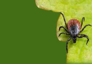 Science & Vie 1303 Encéphalites et maladie de Lyme atteignent le nord de l'Europe