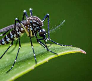 Science & Vie 1303 Dengue, chikungunya et virus Zika se mondialisent