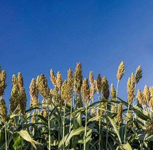 Science & Vie 1303 Du sorgho à la place du maïs
