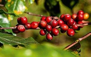 Science & Vie 1303 Le café d'altitude, plus fragile