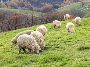 Science & Vie 1303 Les pâturages se réduisent
