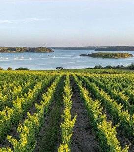 Science & Vie 1303 De la vigne en Bretagne