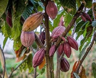Science & Vie 1303 Le cacao a besoin d'aide