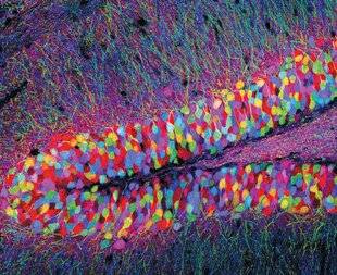 Science & Vie 1303 Pourquoi ne nous rappelons- nous pas notre petite enfance