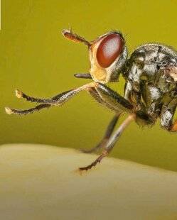 Science & Vie 1303 Pourquoi les mouches se frottent-elles les pattes ?