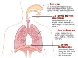 Science & Vie 1304 LE RYTHME RESPIRATOIRE JOUE SUR NOS PERFORMANCES COGNITIVES