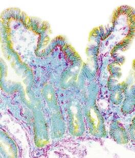Science & Vie 1304 LES TRIPES NOUS TIENNENT EN ALERTE