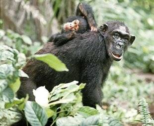 Science & Vie 1304 D'autres espèces animales pratiquent-elles le suicide ?