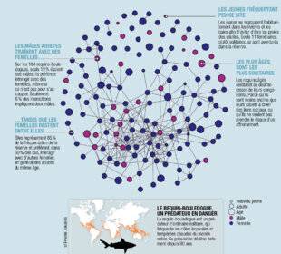 Science & Vie 1305 LES REQUINS-BOULEDOGUES MONTRENT DES RELATIONS SOCIALES COMPLEXES
