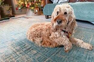 Science & Vie 1305 Certains “designer dogs” ont une réputation surfaite