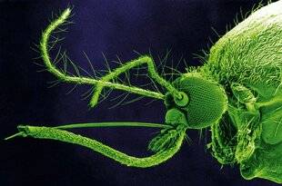 Science & Vie 1305 Les moustiques piquent-ils davantage certaines personnes ?