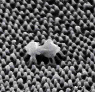 Science & Vie 1306 VOICI UN FILM TUEUR DE VIRUS