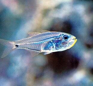 Science & Vie 1306 CE POISSON “VOLE” LA BIOLUMINESCENCE DE SES PROIES