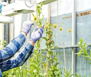 Science & Vie 1306 Extraire des métaux avec des plantes
