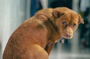 Science & Vie 1306 Voici les signes indiquant que votre chien a mal
