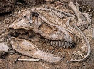 Science & Vie 1306 Les dinosaures vivraient-ils aujourd'hui s'il n'y avait pas eu de météorite ?