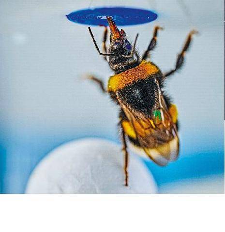 Science & Vie 1307 LES CAPACITÉS COGNITIVES DES BOURDONS SONT PLUS COMPLEXES QUE PRÉVU