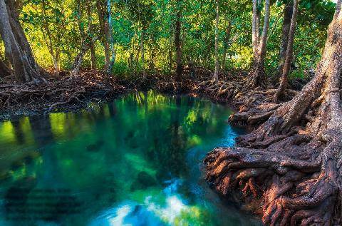 Science & Vie 1307 LES MANGROVES SE PORTENT MIEUX