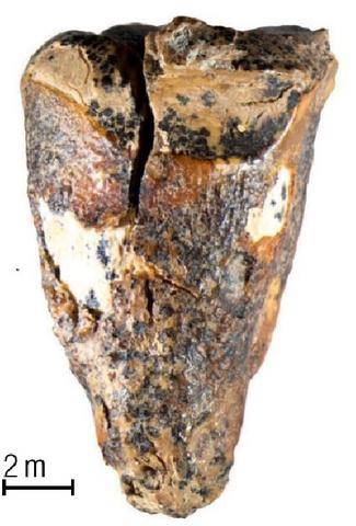 Science & Vie 1307 NEANDERTAL SOIGNAIT SES CARIES