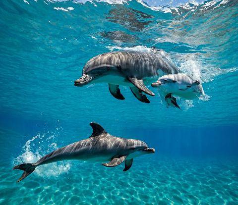 Science & Vie 1308 LES FEMELLES DAUPHINS FUIENT CERTAINS MÂLES