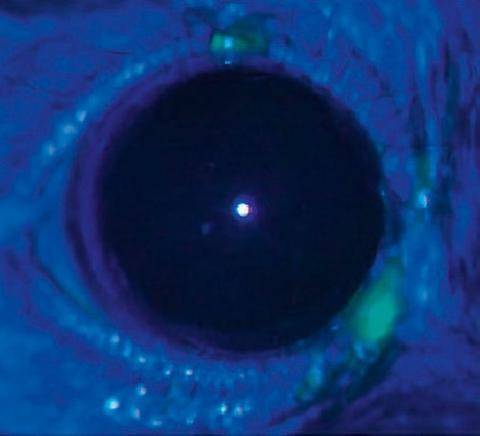 Science & Vie 1308 DES YEUX DE SOURIS DOUÉS DE PHOTOSYNTHÈSE