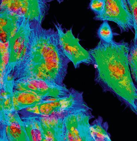 Science & Vie 1308 POUR LA SANTÉ, ELLE EST UN SOUTIEN