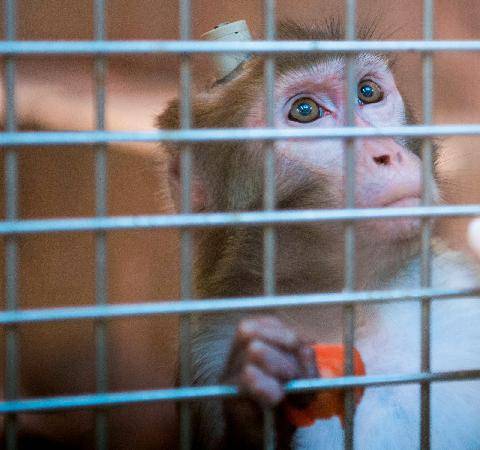 Science & Vie 1308 Expérimentation animale La communauté scientifique se divise