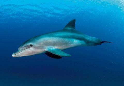 Science & Vie 1308 Comment les dauphins dorment-ils ?