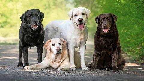 Science & Vie 1308 VOICI COMMENT PENSENT LES CHIENS SELON LA RACE
