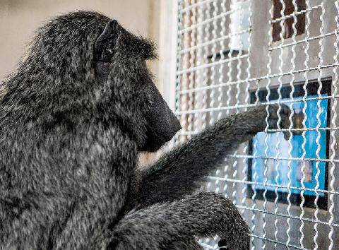 Science & Vie 1309 3 DÉCOUVERTES SUR… LES SINGES ET LA GÉOMÉTRIE