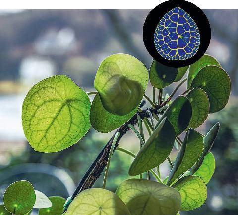Science & Vie 1309 LES NERVURES DU PILEA SONT MATHÉMATIQUES
