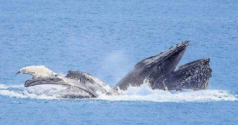 Science & Vie 1309 L’étrange affaire… des baleines à la “mâchoire béante”