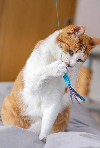 Science & Vie 1309 Les animaux peuvent-ils être gauchers ou droitiers ?