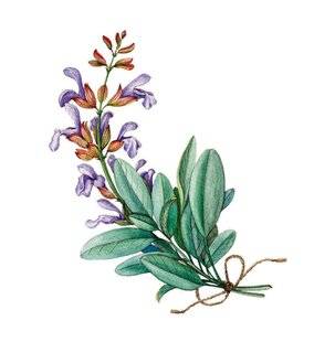 Psychologies Magazine 469 LA SAUGE SCLARÉE, Bienfait du jardin