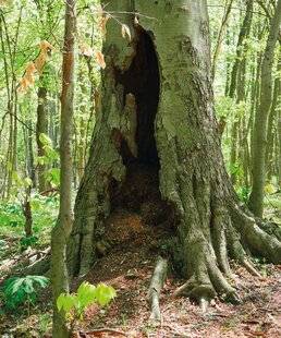 Psychologies Magazine 469 La force de L'ARBRE CREUX