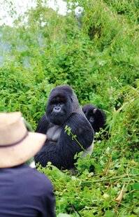 Psychologies Magazine 472 PARADIS ANIMALIERS