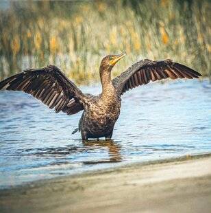 Psychologies Magazine 472 Le plongeon DU CORMORAN