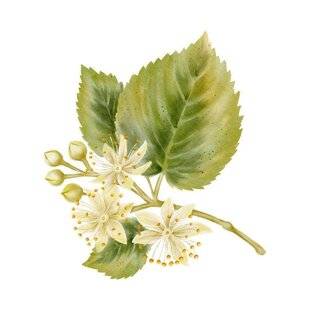 Psychologies Magazine 476 GEMMOTHÉRAPIE